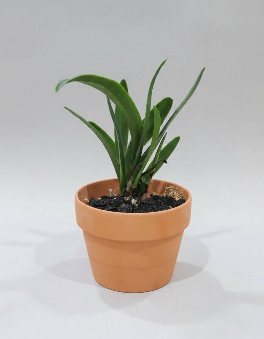 Premium Plant Charcoal Granules| Gardening & Home Use| 1 KG